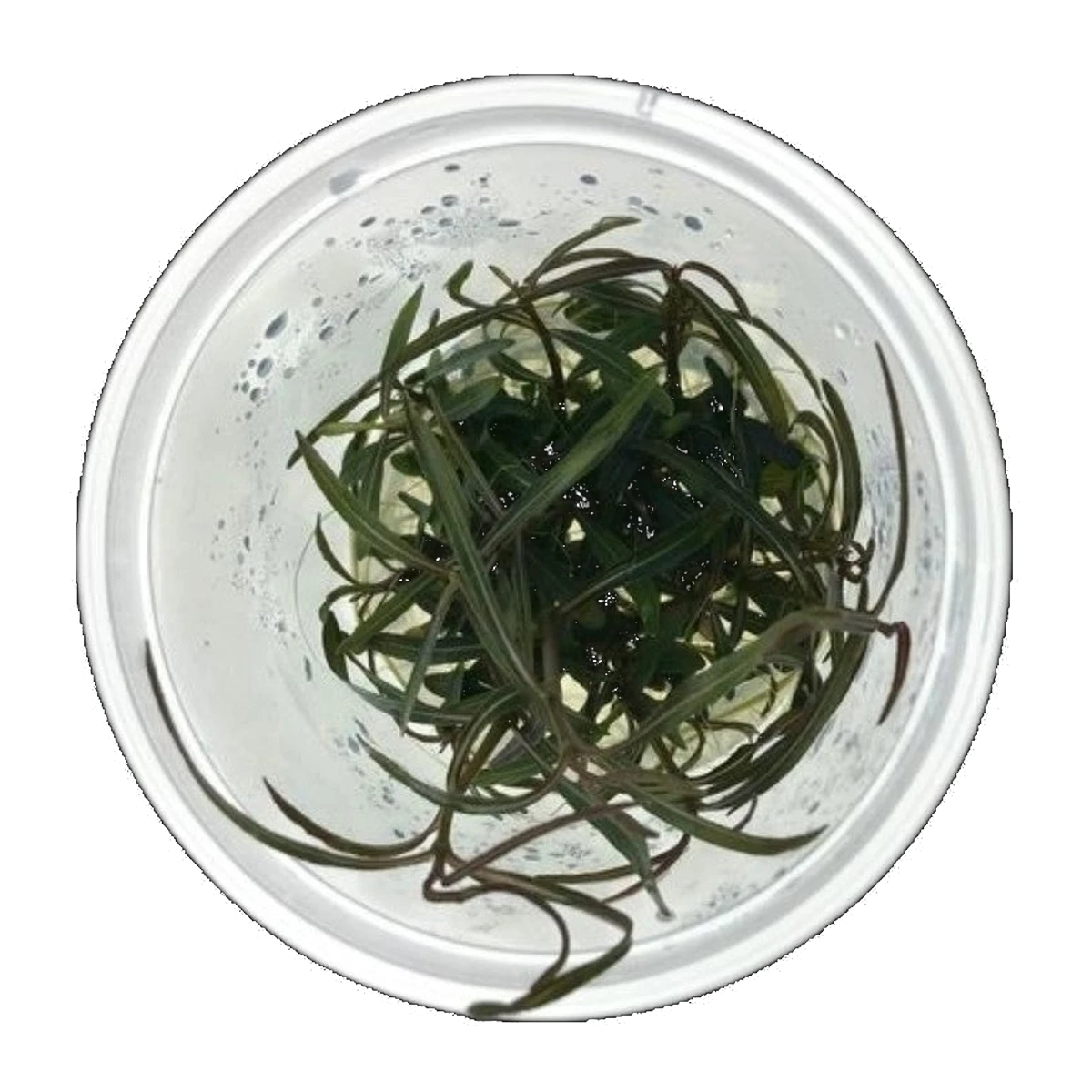Hygrophila Lancea | Hygrophila lancea 'Araguaia'