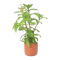 Hygrophila Pisces
