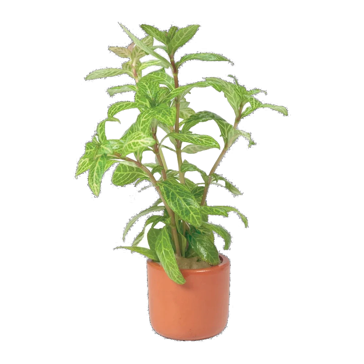 Hygrophila Pisces