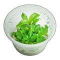 Hygrophila Stricta | Hygrophila corymbosa 'Stricta'