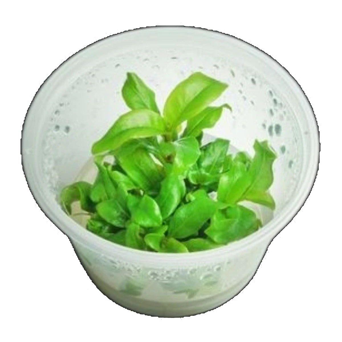 Hygrophila Stricta | Hygrophila corymbosa 'Stricta'