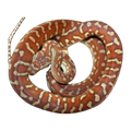 Hypo Centralian Carpet Python | Morelia bredli
