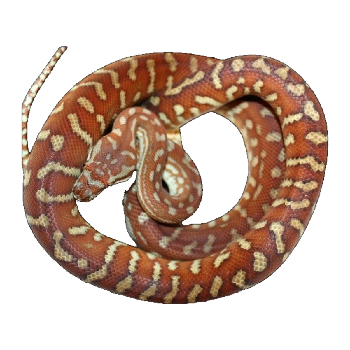 Hypo Centralian Carpet Python | Morelia bredli