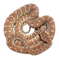 Hypo Coastal Carpet Python | Morelia spilota mcdowelli