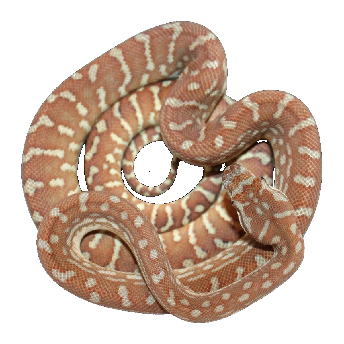 Hypo Coastal Carpet Python | Morelia spilota mcdowelli