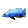 Iceberg Electric Blue – Sciaenochromis fryeri