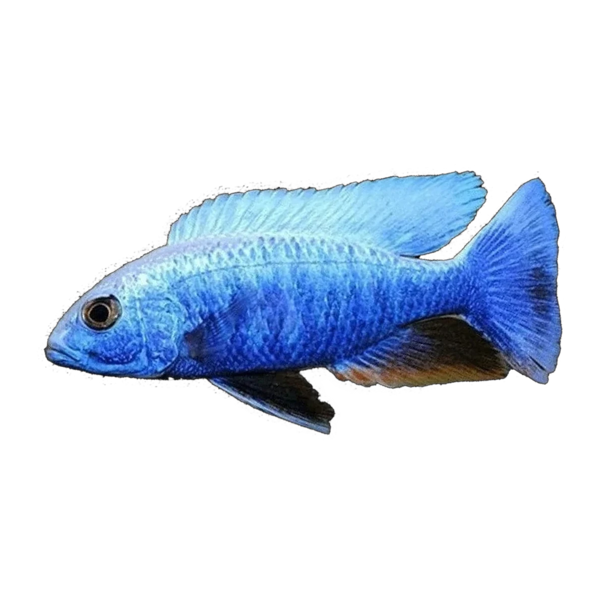 Iceberg Electric Blue – Sciaenochromis fryeri
