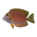 Indian Kole Tang | Ctenochaetus truncatus