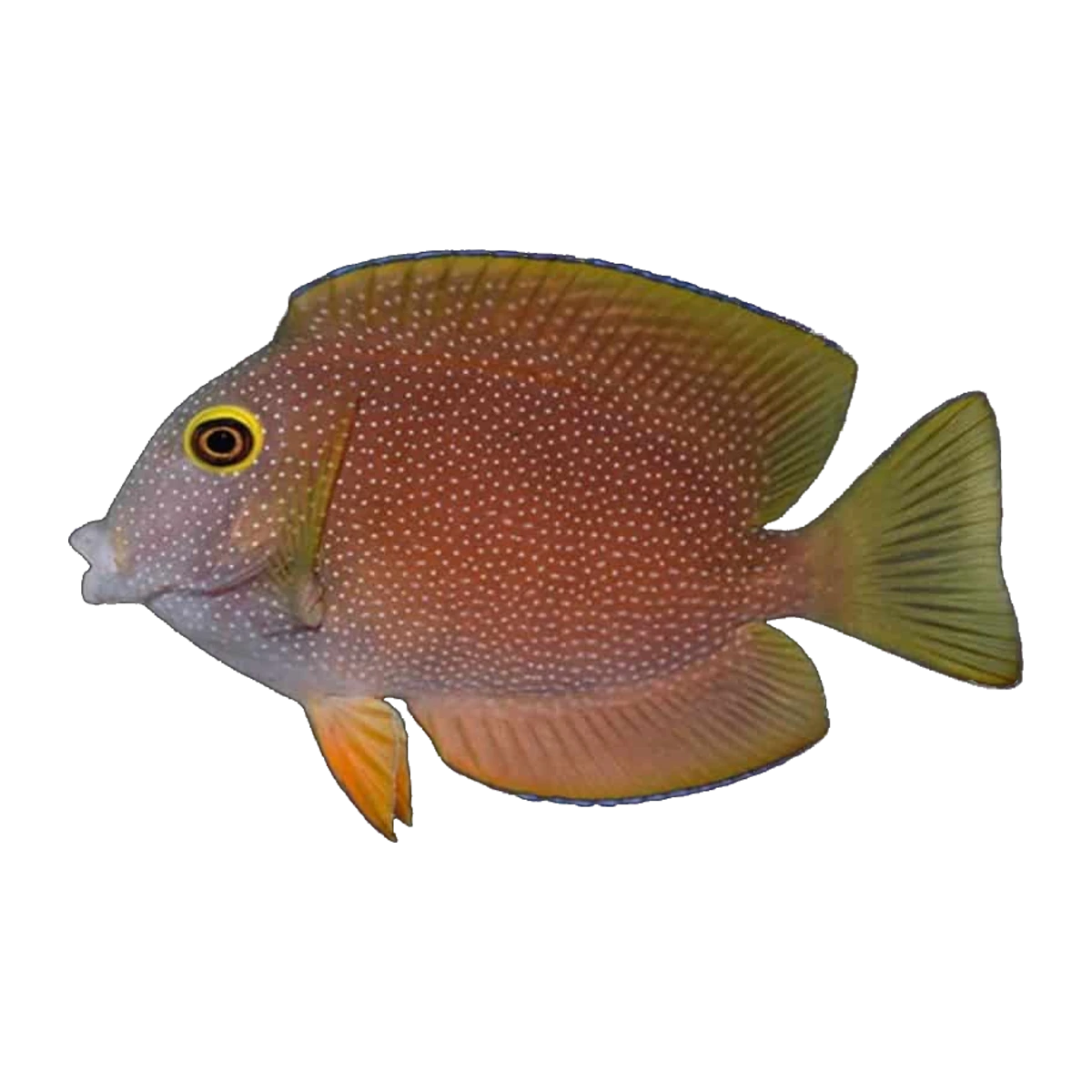 Indian Kole Tang | Ctenochaetus truncatus
