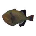 Indian Triggerfish | Melichthys indicus