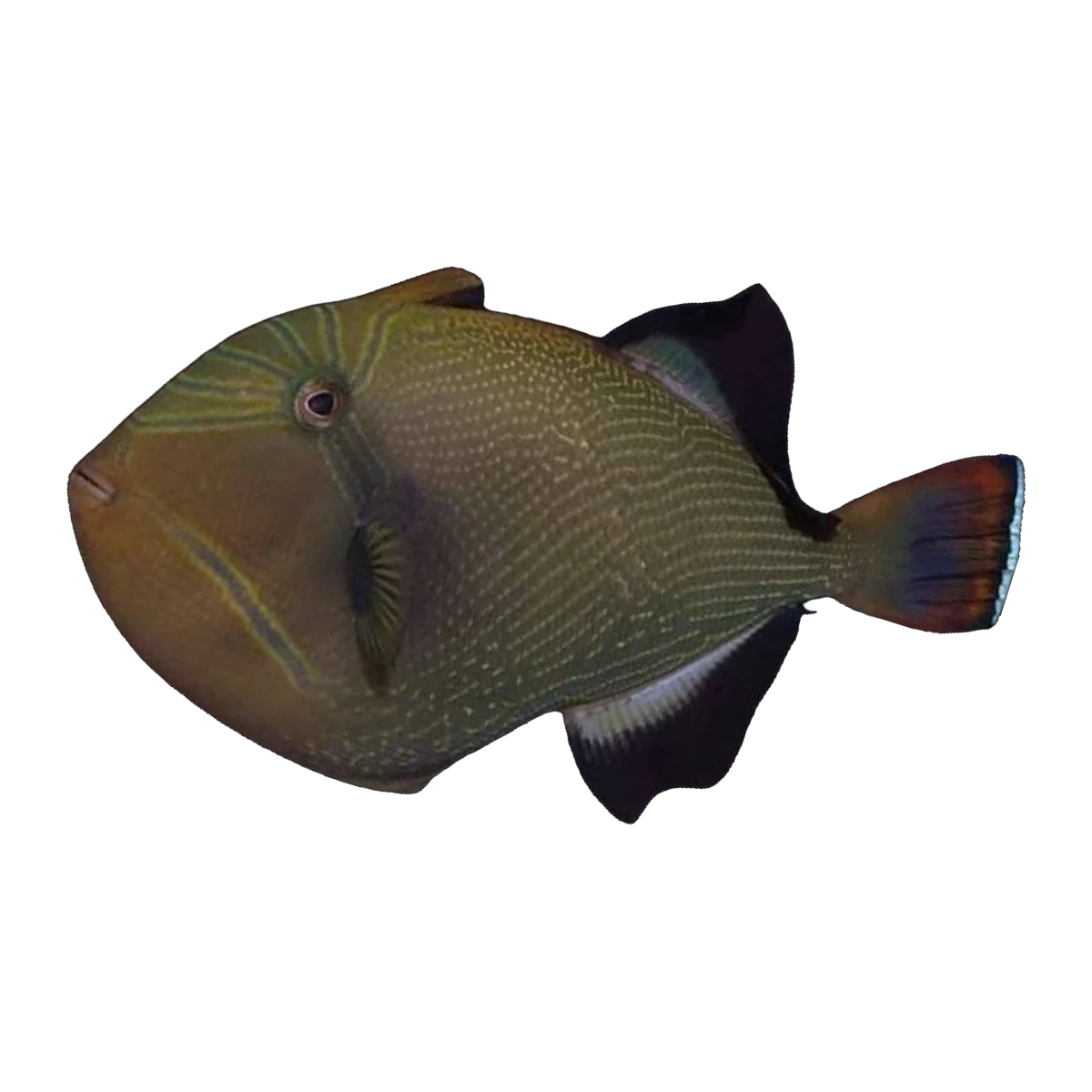 Indian Triggerfish | Melichthys indicus