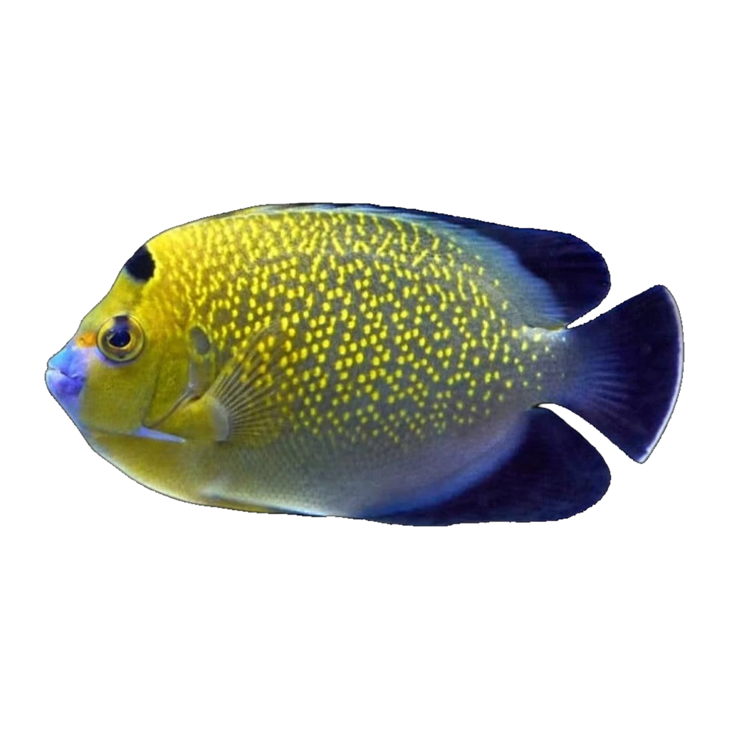 Indian Yellowtail Angelfish | Apolemichthys xanthurus