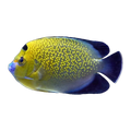 Indian Yellowtail Angelfish | Apolemichthys xanthurus