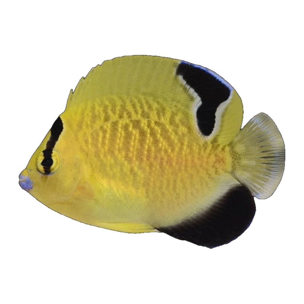 Indian Yellowtail Angelfish | Apolemichthys xanthurus