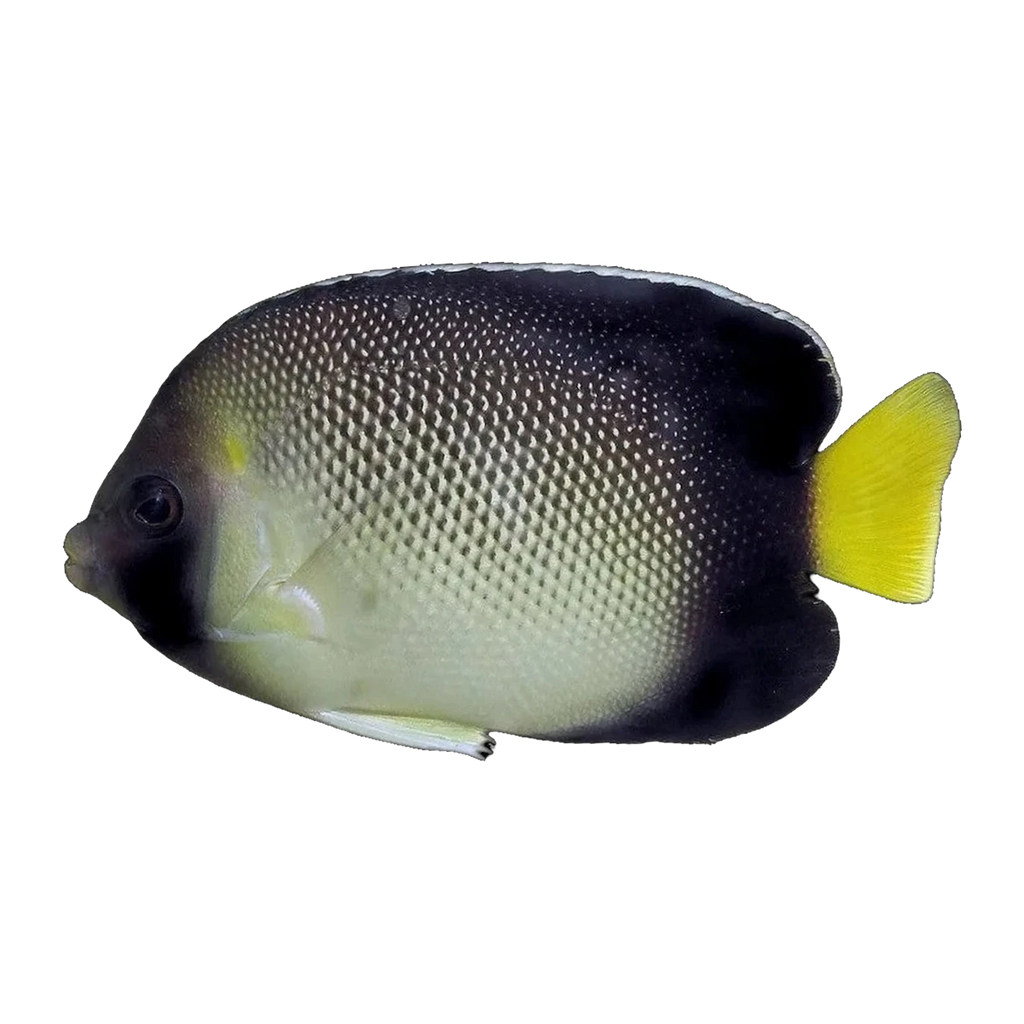 Indian Yellowtail Angelfish | Apolemichthys xanthurus