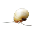 Ivory Mystery Snail