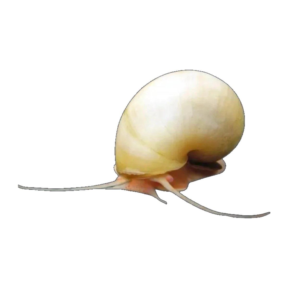 Ivory Mystery Snail