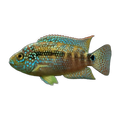 Jack Dempsey Cichlid (Rocio octofasciata)