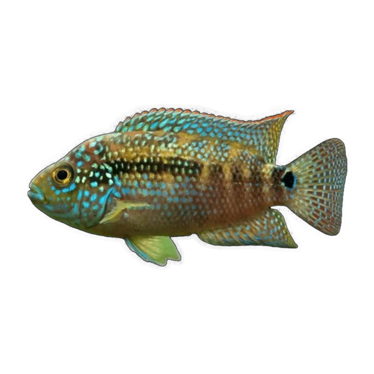 Jack Dempsey Cichlid (Rocio octofasciata)