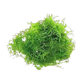 Java Moss | Taxiphyllum barbieri