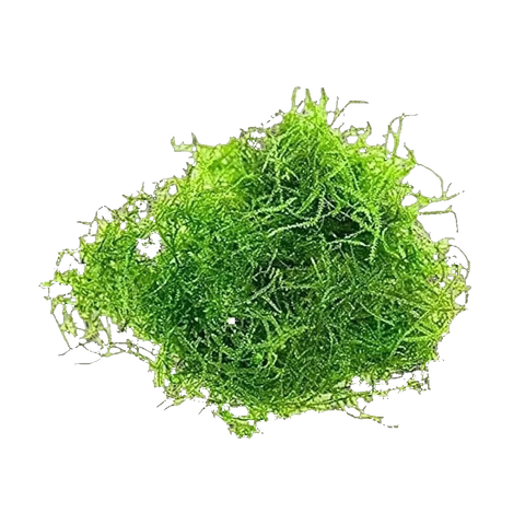 Java Moss | Taxiphyllum barbieri