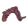 Java Reef Reef Arches Per Kg