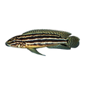 Julidochromis regani – Julidochromis regani