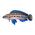 Julidochromis dickfeldi – Julidochromis dickfeldi