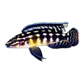 Julidochromis marlieri – Julidochromis marlieri