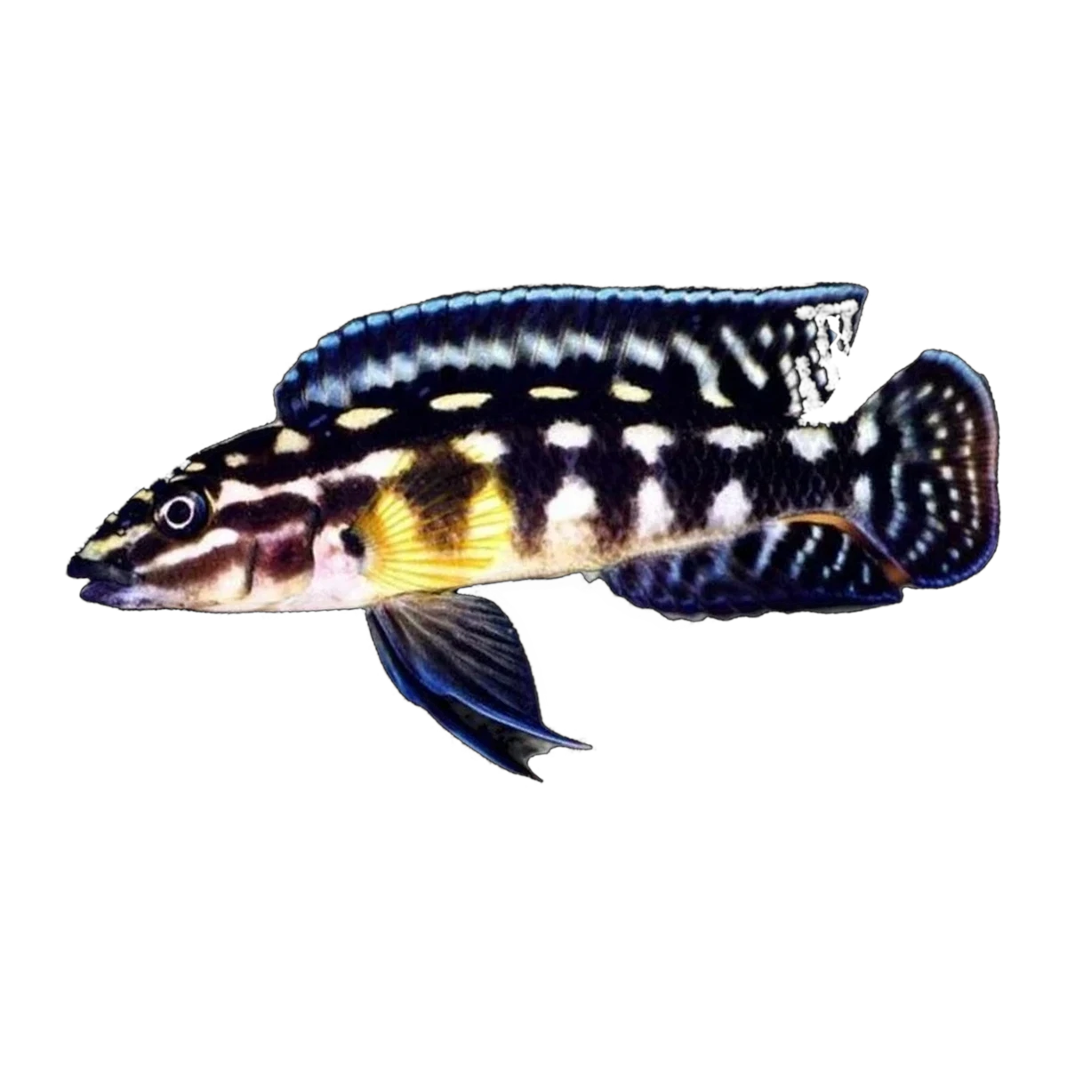 Julidochromis marlieri – Julidochromis marlieri
