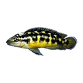 Masked Julie | Julidochromis transcriptus