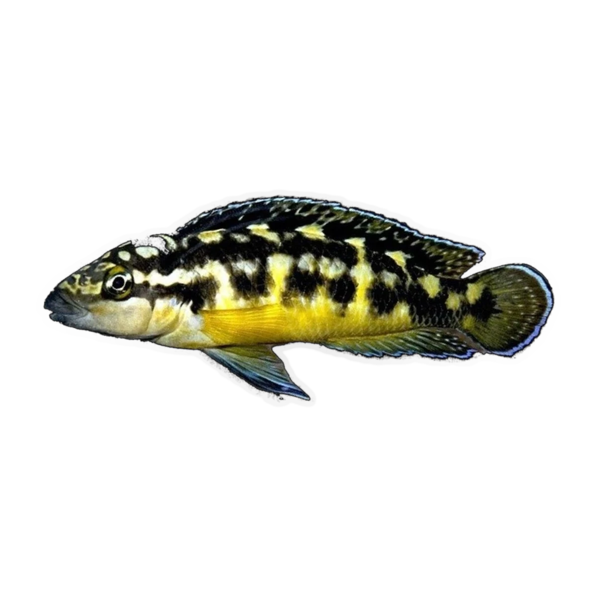 Masked Julie | Julidochromis transcriptus