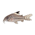 Julii Corydoras Catfish (Hoplisoma julii), side profile facing right