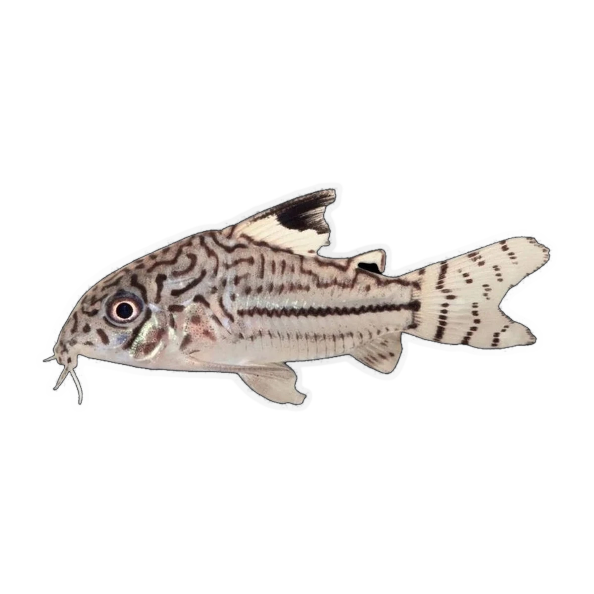 Julii Corydoras Catfish (Hoplisoma julii), side profile facing right