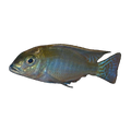 Kamberi Intermedius Cichlid – Tramitichromis intermedius