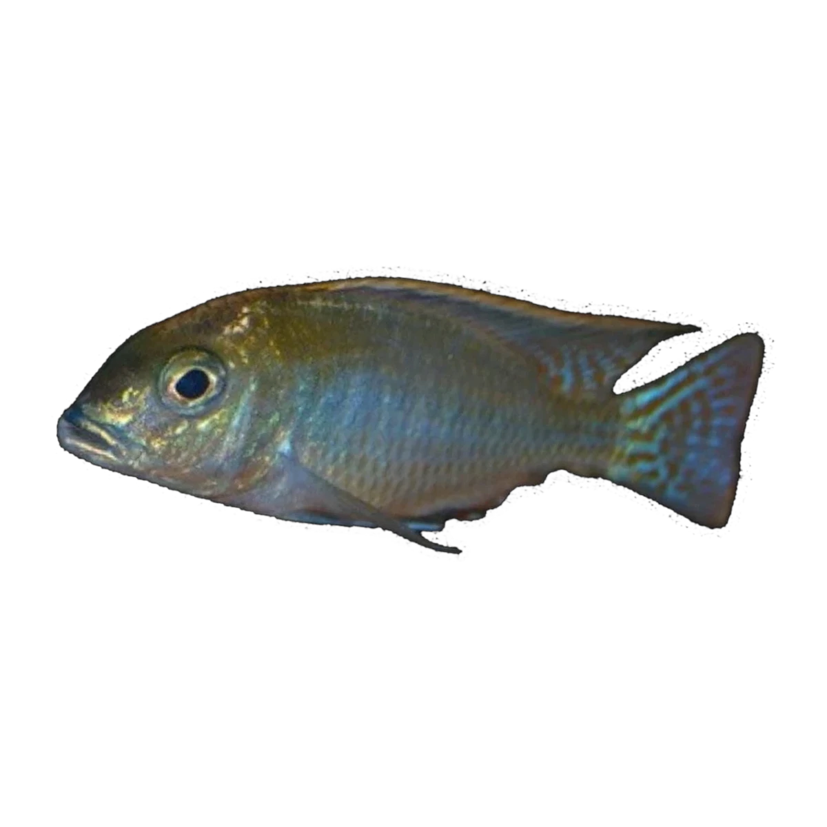 Kamberi Intermedius Cichlid – Tramitichromis intermedius