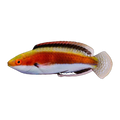 Katherine Wrasse | Cirrhilabrus katherinae