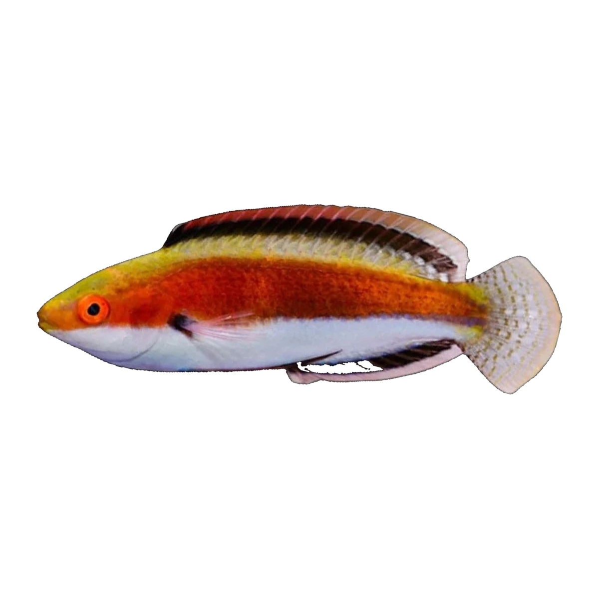Katherine Wrasse | Cirrhilabrus katherinae