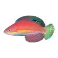 Katoi Fairy Wrasse Female | Cirrhilabrus katoi