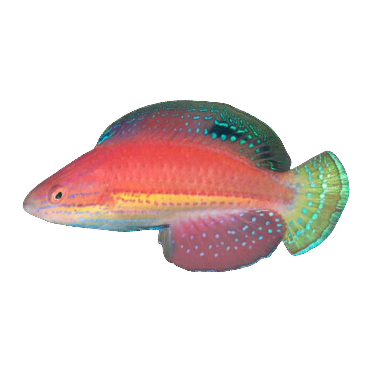 Katoi Fairy Wrasse Female | Cirrhilabrus katoi