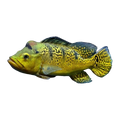 Kelberi Peacock Bass
