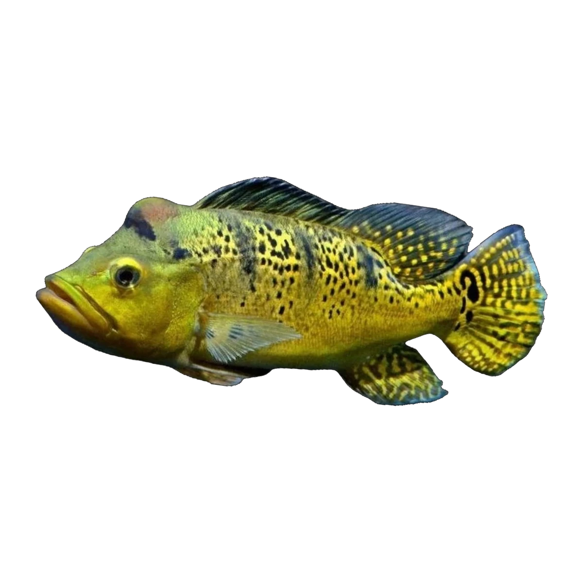 Kelberi Peacock Bass