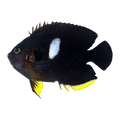 Keyhole Angelfish | Centropyge tibicen