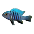 Kingsizei Cichlid (Cynotilapia pulpican), side profile facing right