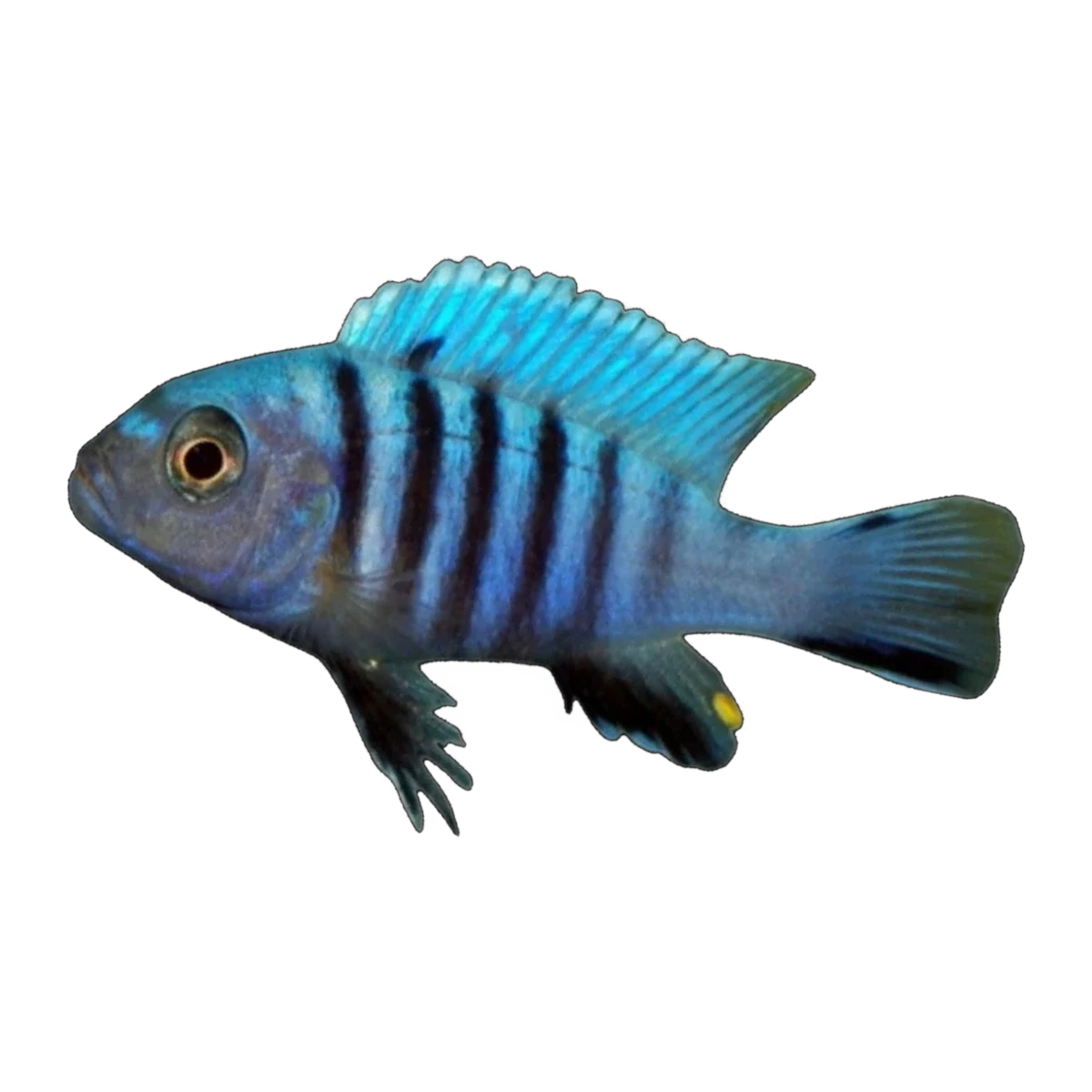 Kingsizei Cichlid (Cynotilapia pulpican), side profile facing right