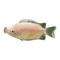 Kissing Gourami