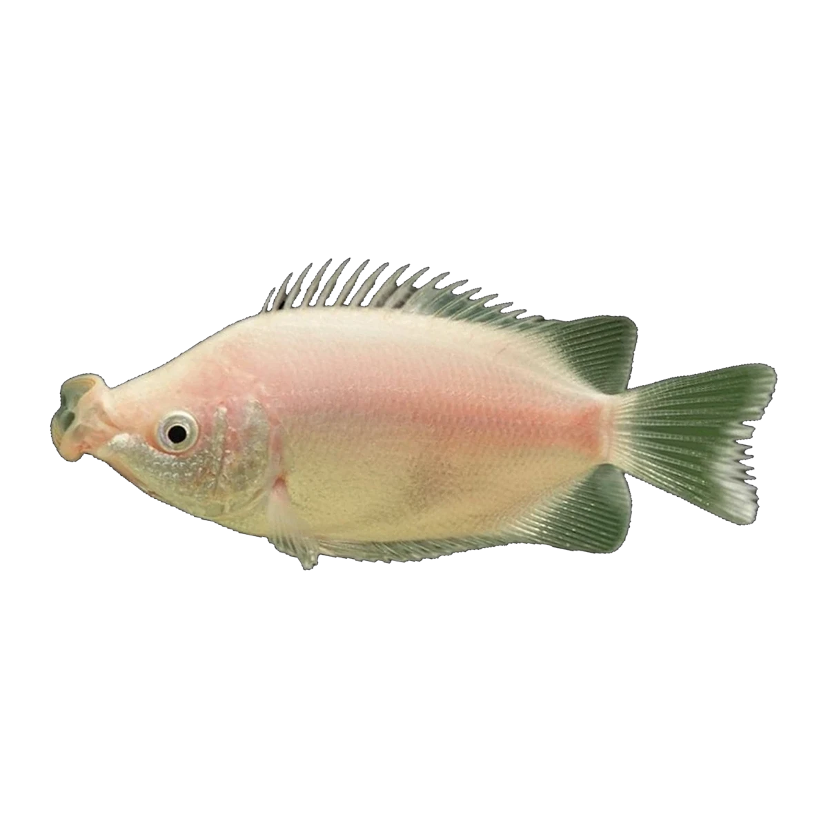 Kissing Gourami