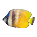 Klein's Butterflyfish | Chaetodon kleinii