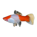 Kohaku Swordtail | Xiphophorus hellerii