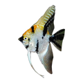 Koi Angel